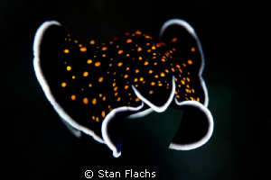 landing flatworm by Stan Flachs 